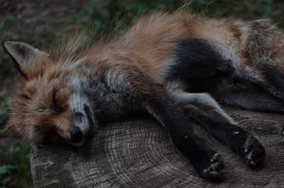 Fox Picture