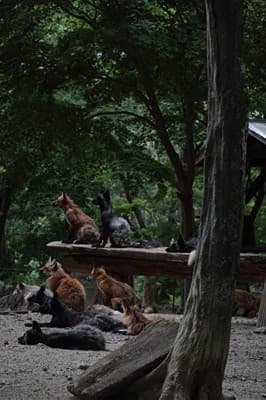 Fox Picture