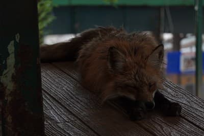 Fox Picture