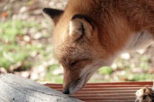 Fox Picture