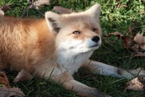 Fox Picture