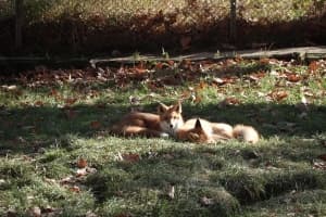 Fox Picture