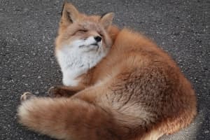 Fox Picture