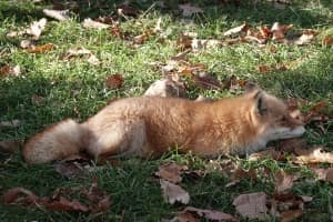 Fox Picture