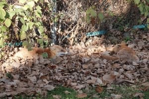 Fox Picture
