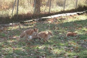 Fox Picture