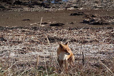 Fox Picture