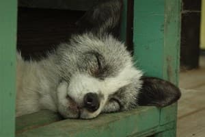 Fox Picture