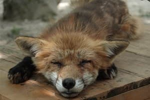 Fox Picture