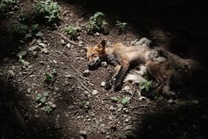 Fox Picture