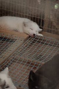 Fox Picture